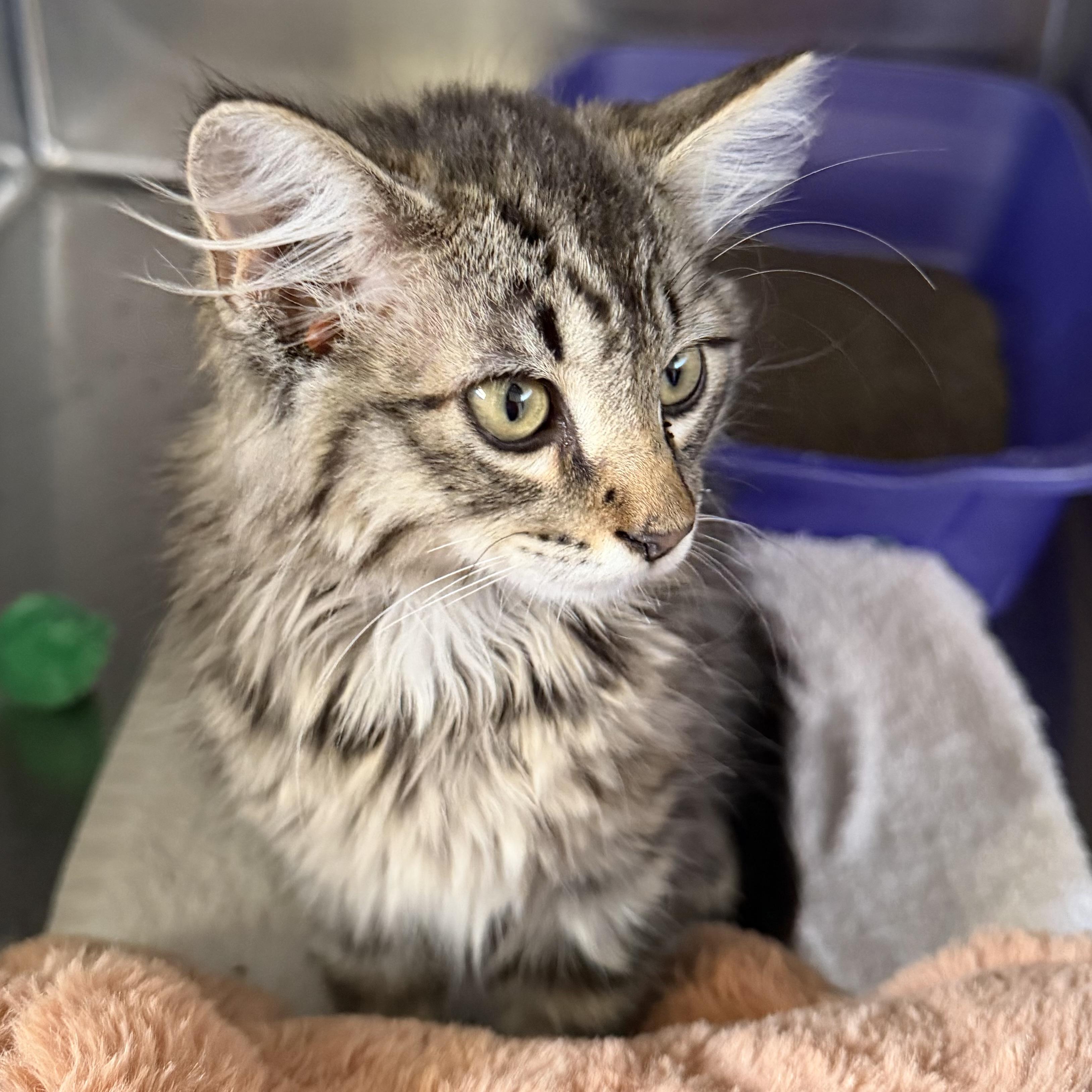 Enlarge Scaggie, an adopted mixed breed in Trenton, MO image 2/3
