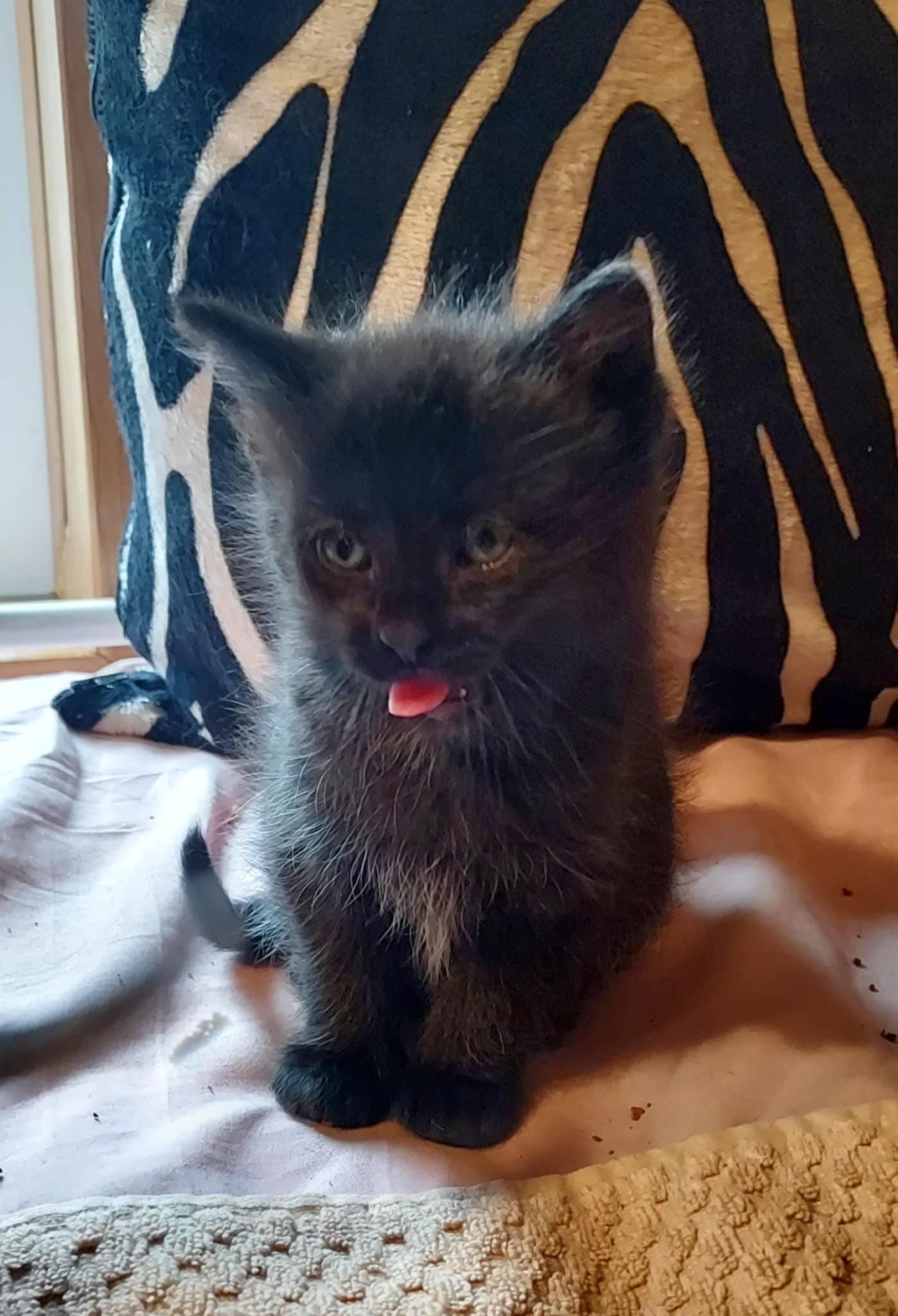 Beans, Adopted, Kitten Male Domestic Short Hair.