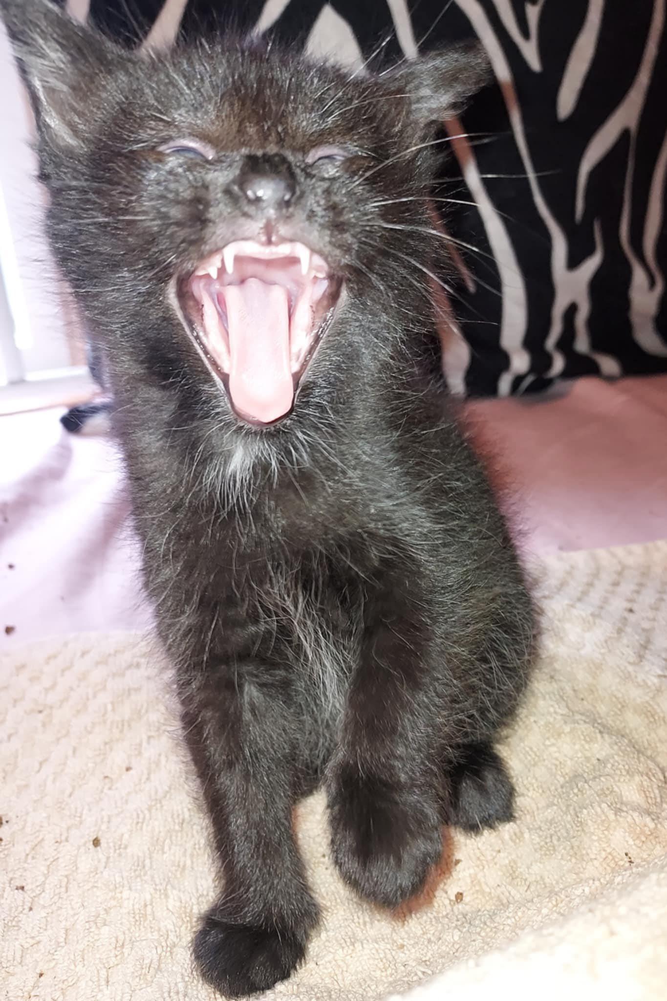 Enlarge Beans, a Adopted Domestic Short Hair in West Linn, OR image 2/3