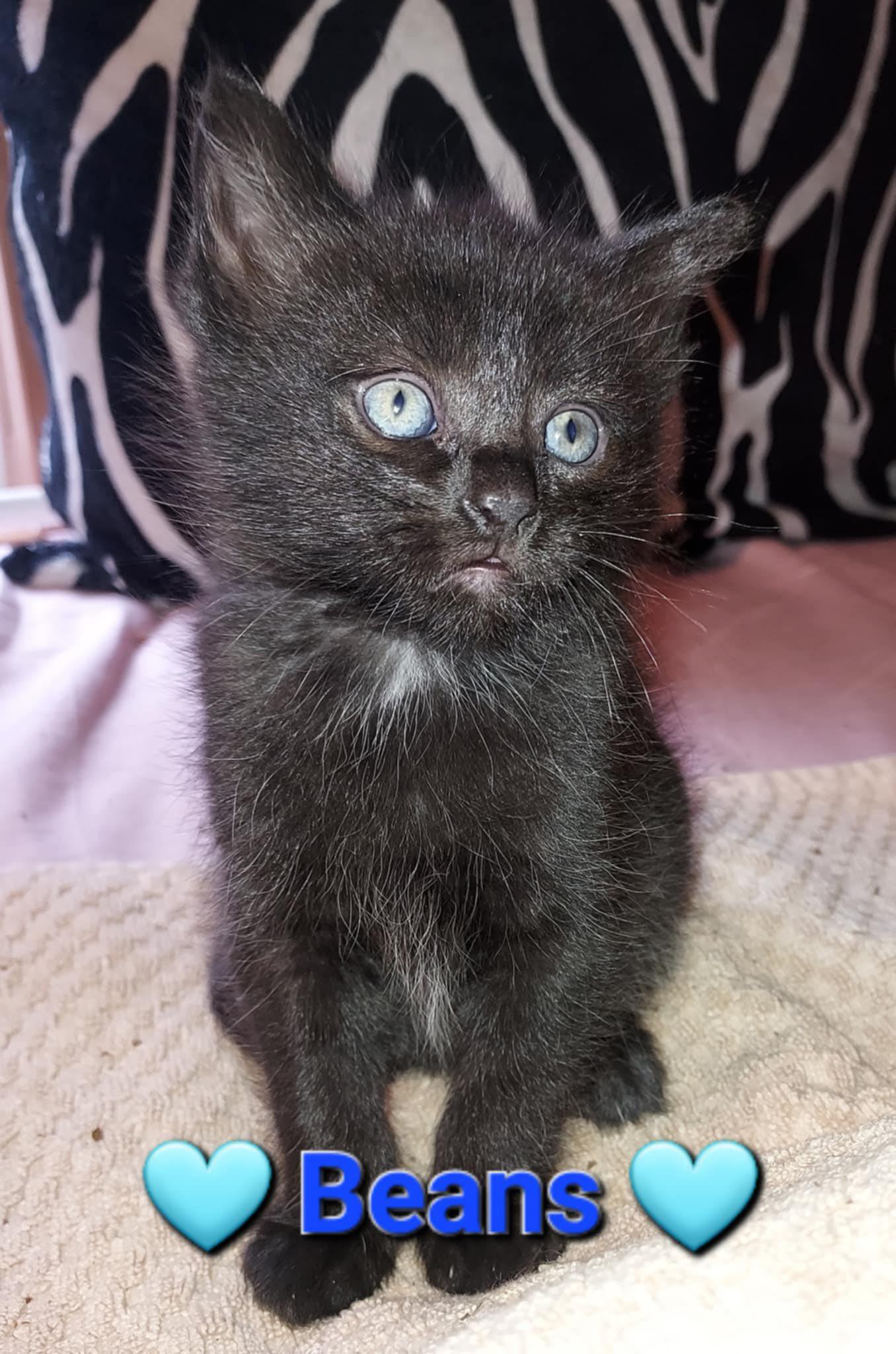 Enlarge Beans, a Adopted Domestic Short Hair in West Linn, OR image 3/3