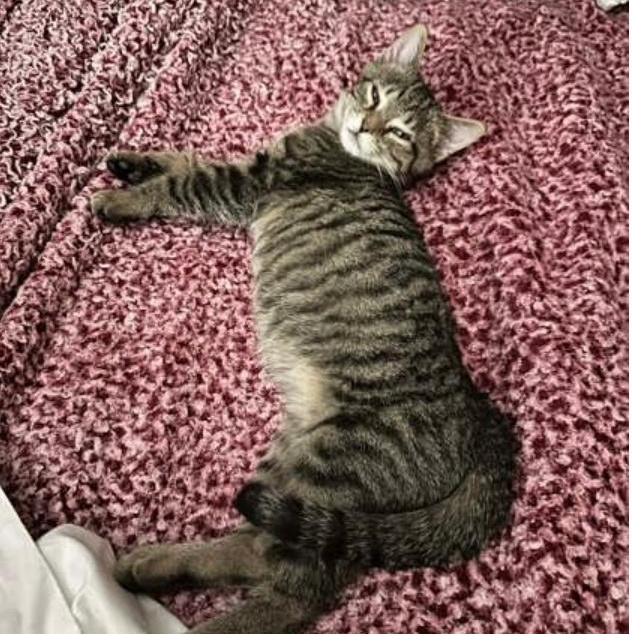 Thor, adopted, Kitten Male Tabby.