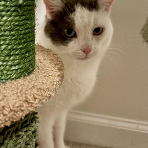 Whirly, Adoptable, Young Male Domestic Short Hair.