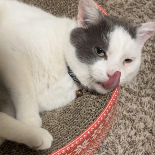 Enlarge Whirly, a Adoptable Domestic Short Hair in Seven Valleys, PA image 2/4