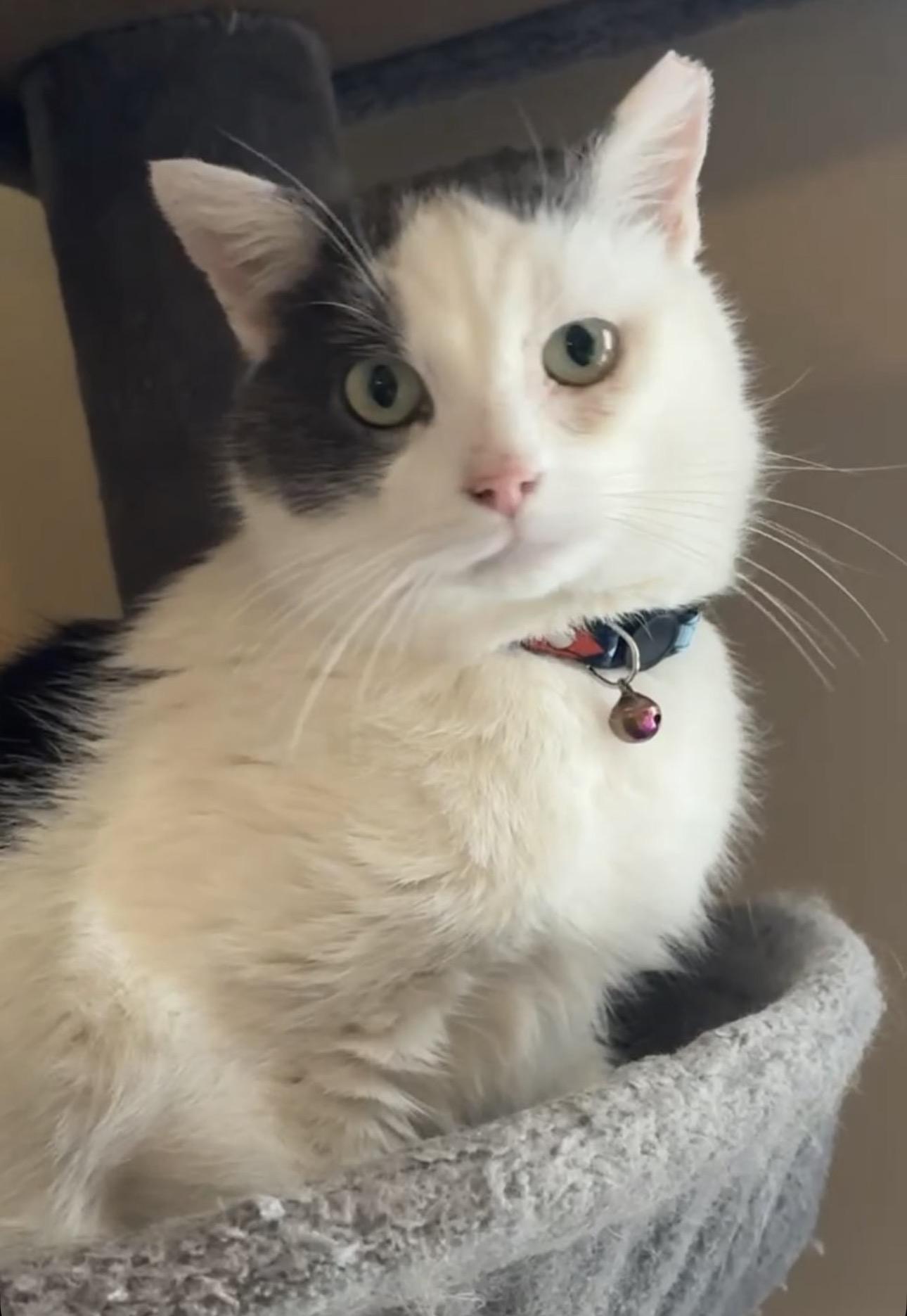 Enlarge Whirly, a Adoptable Domestic Short Hair in Seven Valleys, PA image 3/4