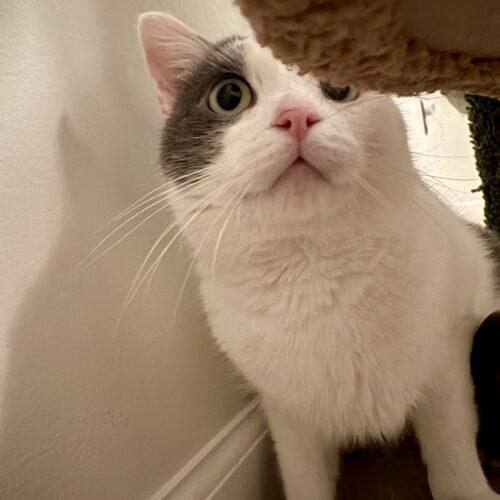 Enlarge Whirly, a Adoptable Domestic Short Hair in Seven Valleys, PA image 4/4