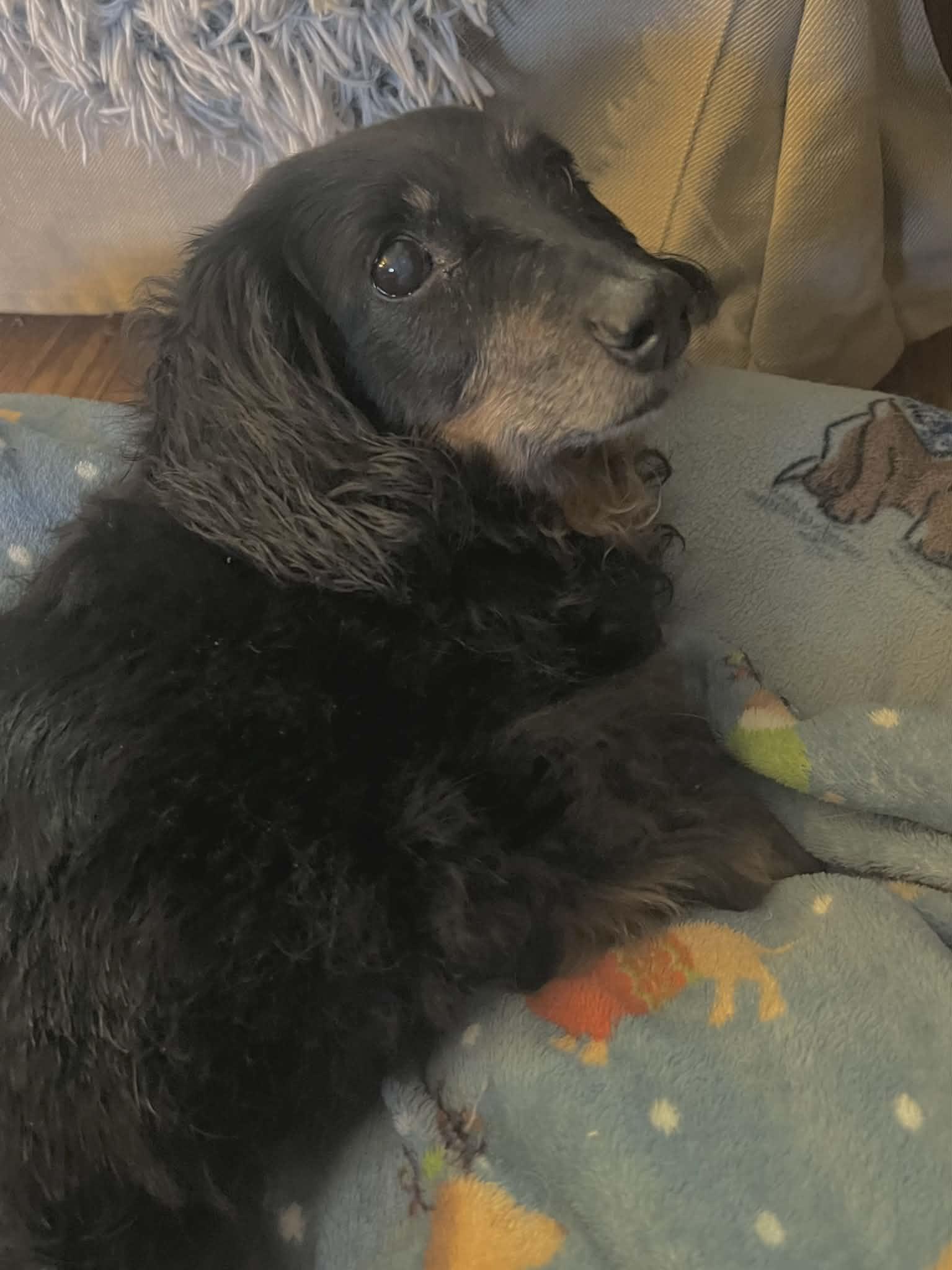 Sally, Adopted, Senior Female Dachshund.