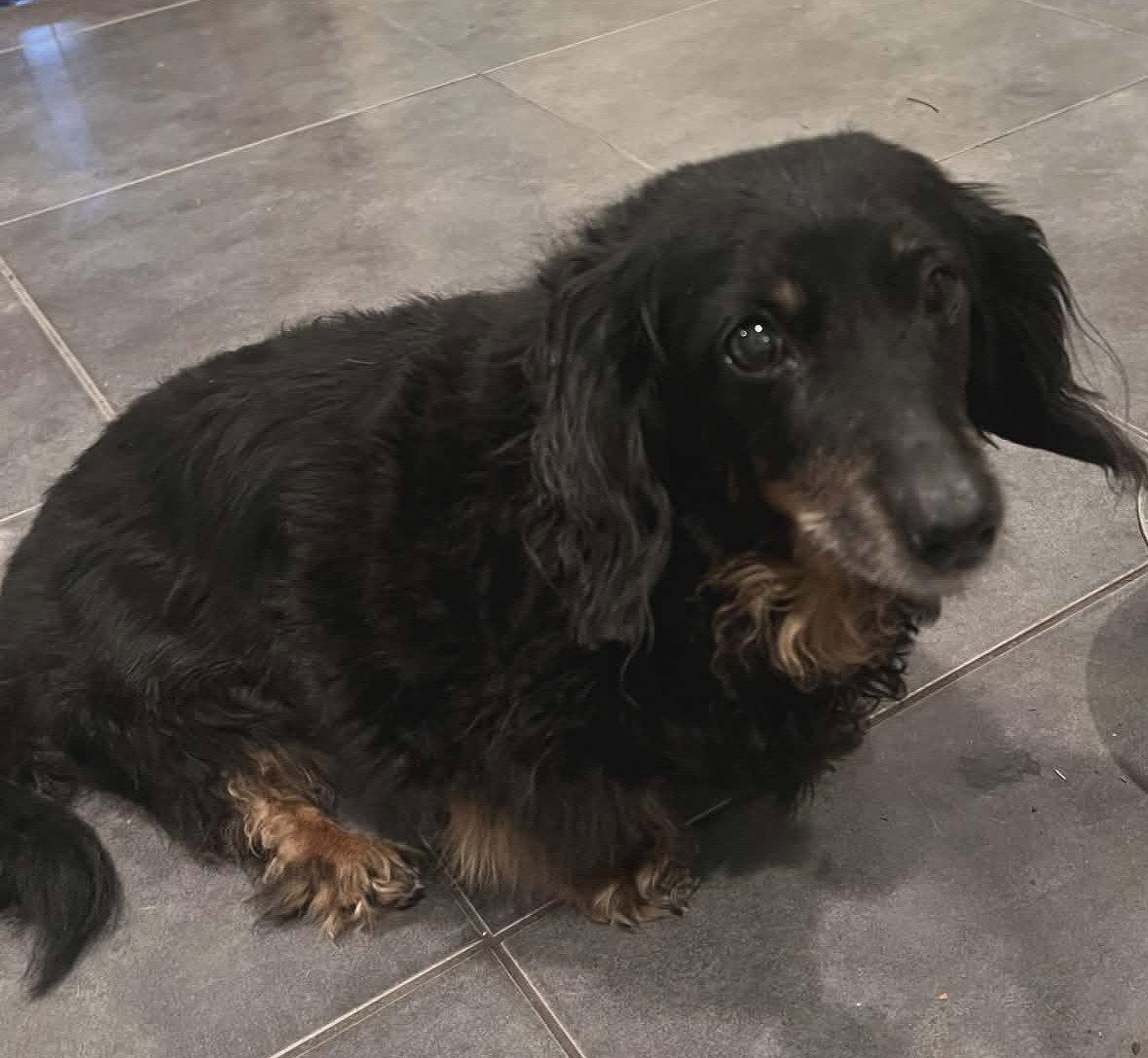 Enlarge Sally, a Adopted Dachshund in West Columbia, SC image 2/3