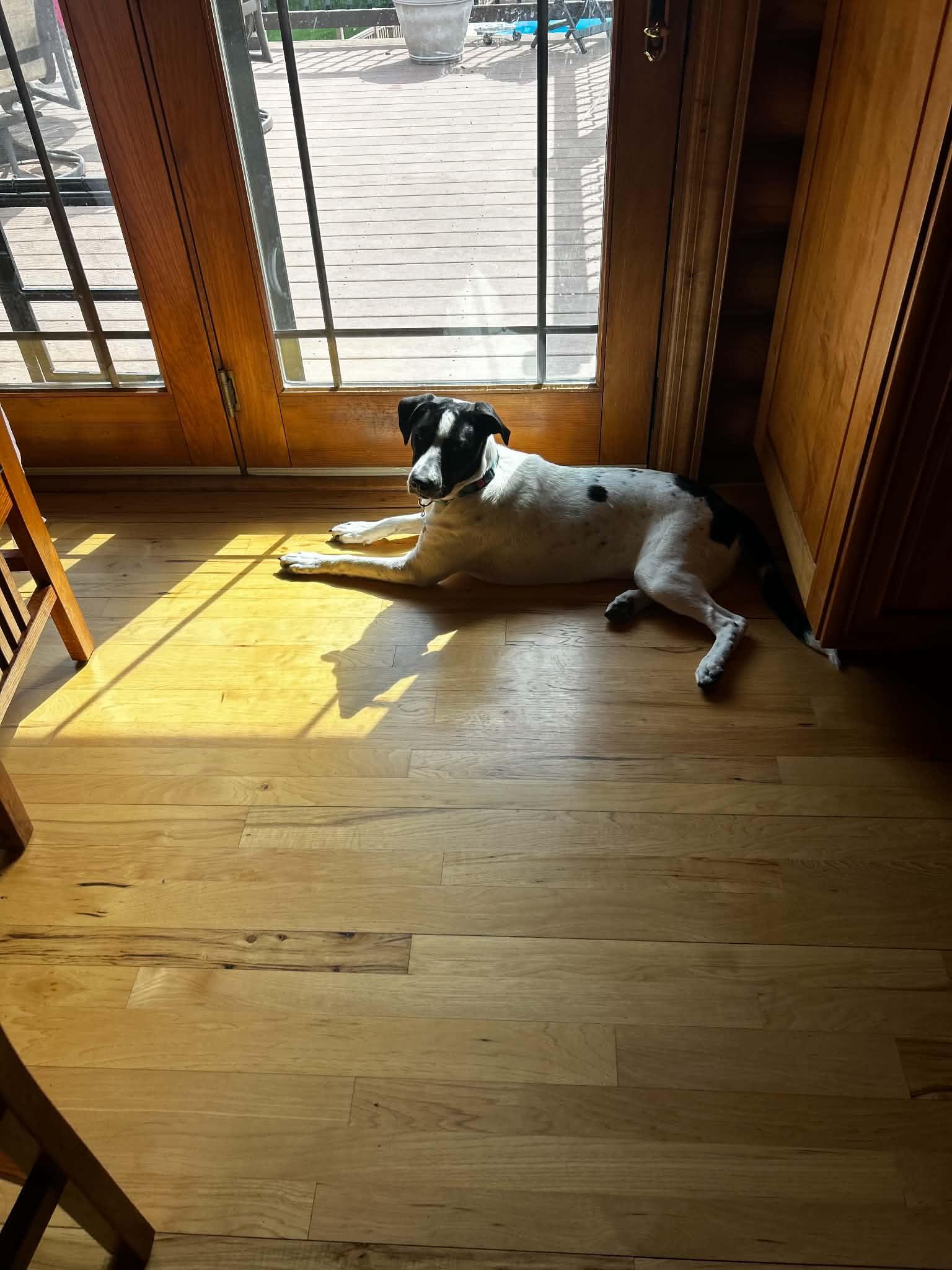 Enlarge Toula, a Adoptable mixed breed in Creston, IA image 2/6