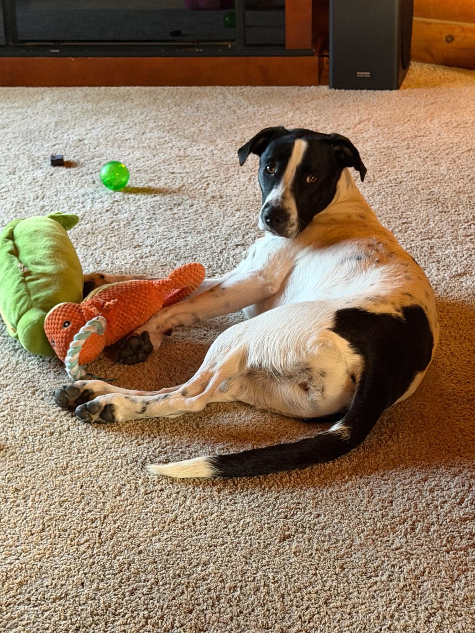 Toula, Adoptable, Young Female Foxhound.