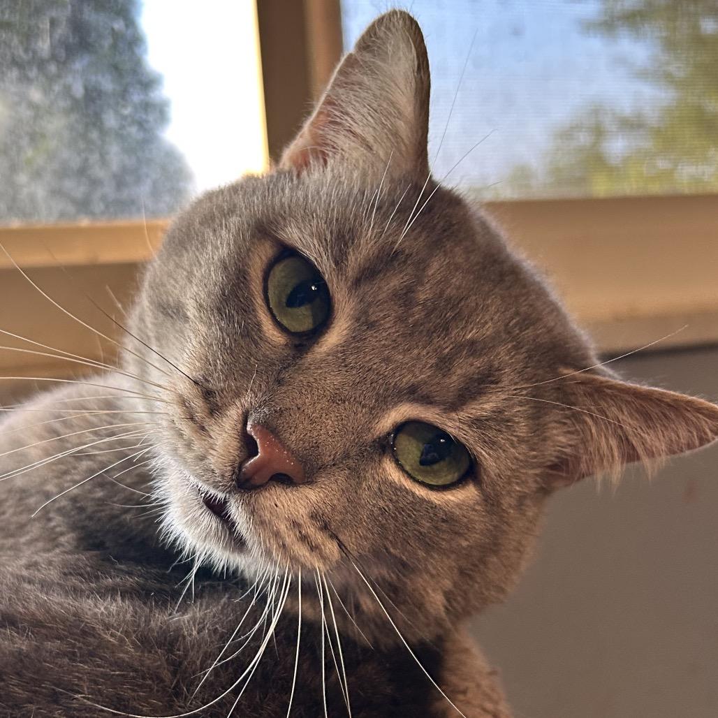 Neptune, Adoptable, Adult Male Domestic Short Hair.