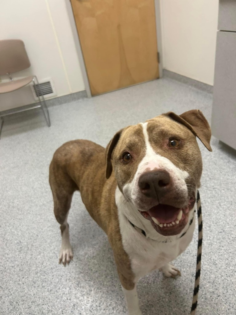 Atticus, Adoptable, Adult Male American Staffordshire Terrier.