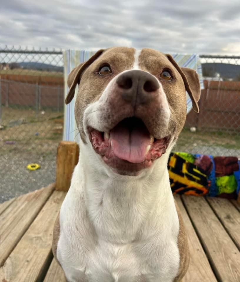 Enlarge Atticus, a Adoptable American Staffordshire Terrier in Mechanicsburg, PA image 3/5