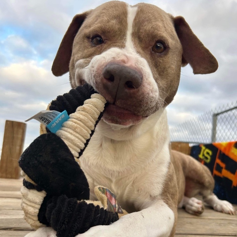 Atticus, Adoptable, Adult Male American Staffordshire Terrier.
