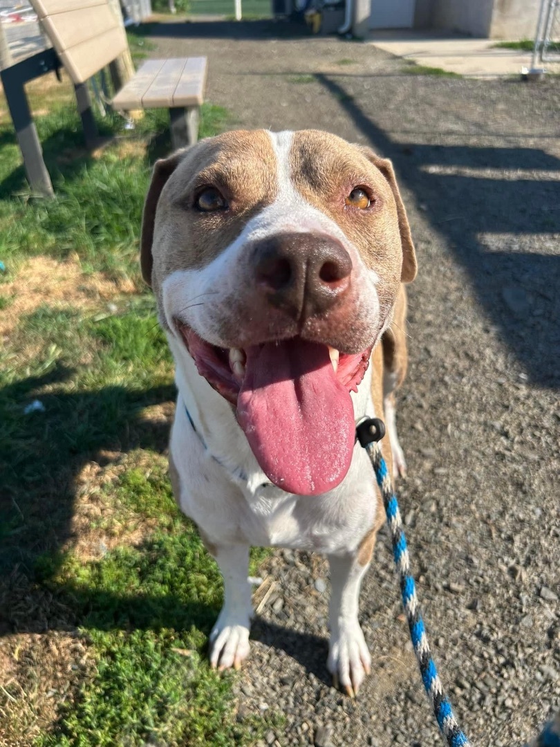 Enlarge Atticus, a Adoptable American Staffordshire Terrier in Mechanicsburg, PA image 5/5