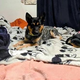 Bluey, a Adoptable mixed breed in Pittsburgh, PA image 6/6