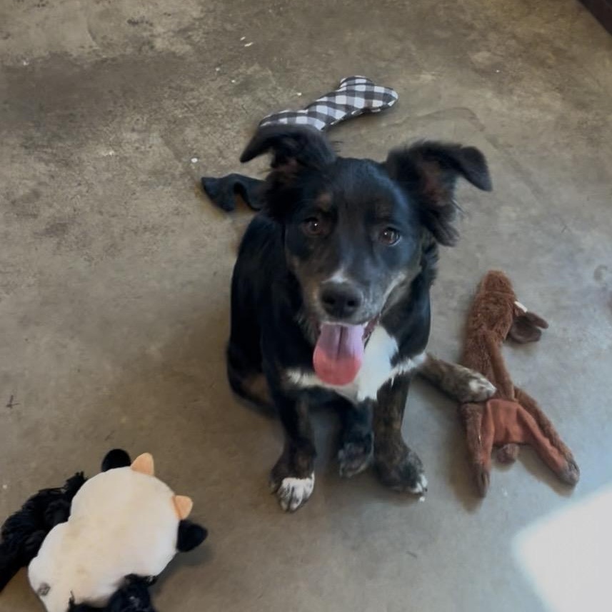 Faye, an adopted mixed breed in Cordell, OK image 1/3