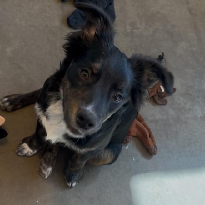 Faye, an adopted mixed breed in Cordell, OK image 2/3