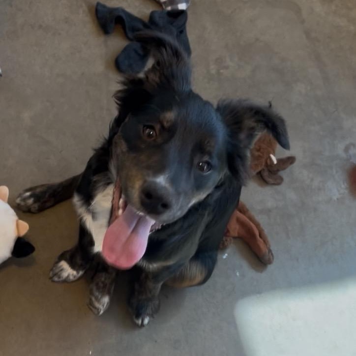 Faye, an adopted mixed breed in Cordell, OK image 3/3