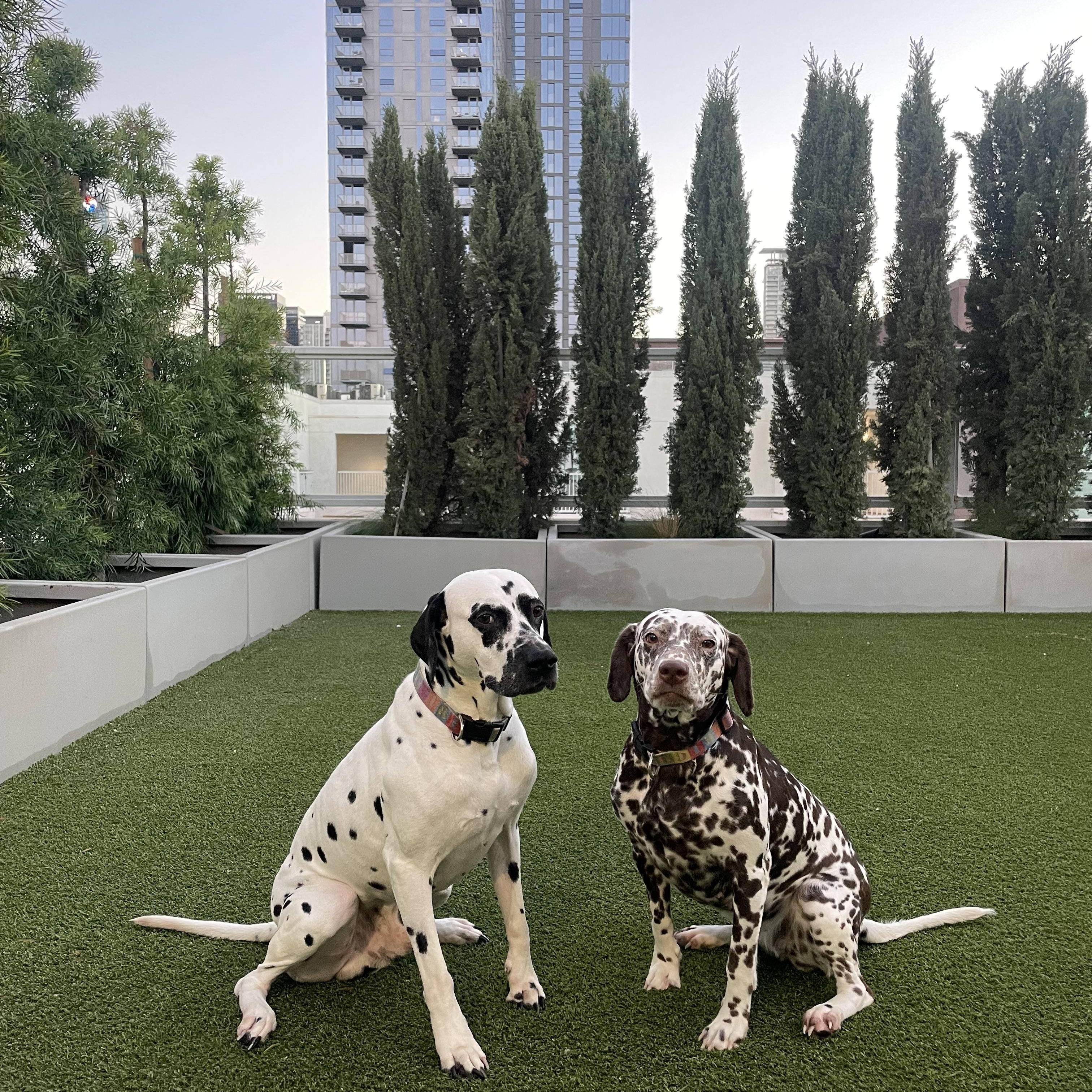 Enlarge Pongo bonded to Penny-Los Angeles , CA, a ADOPTABLE Dalmatian in San Diego, CA image 2/4