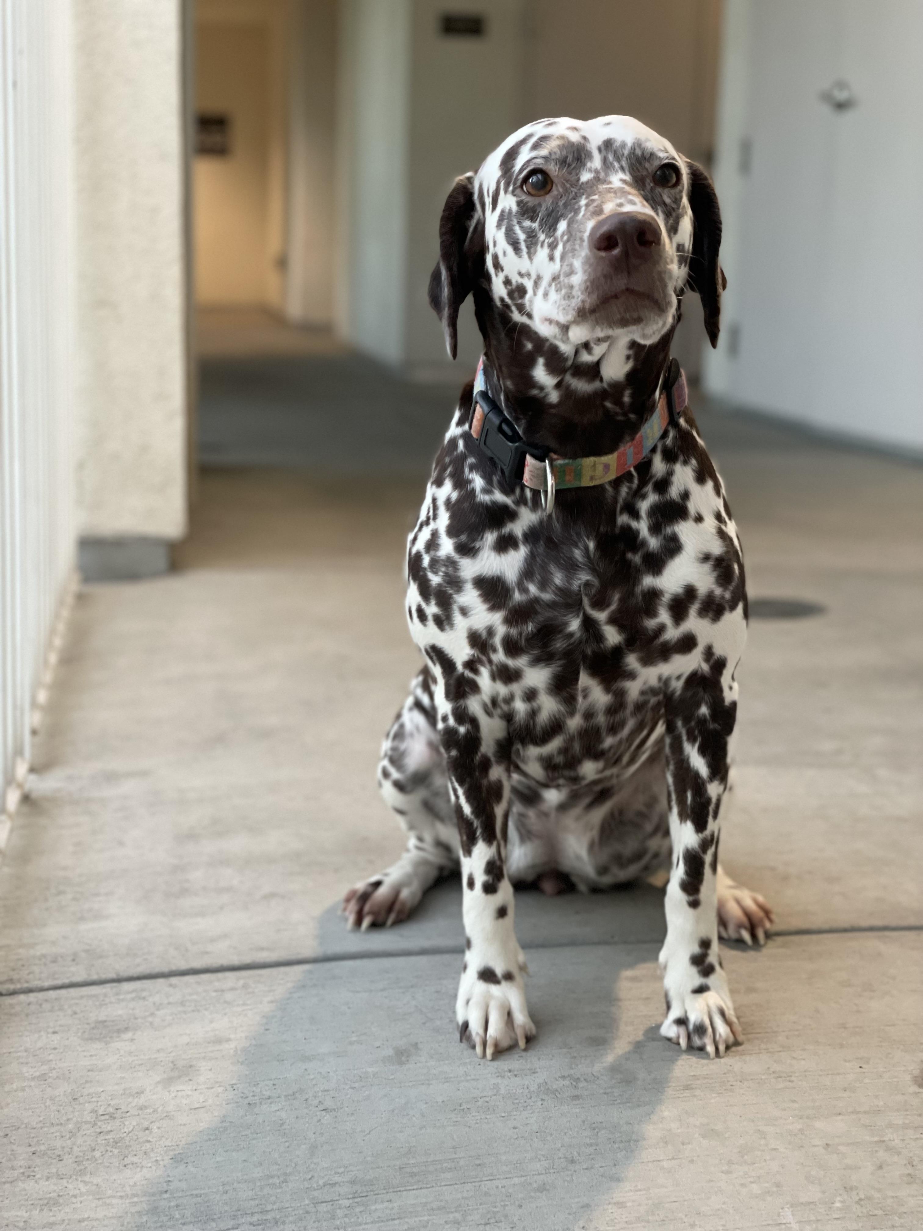 Enlarge Pongo bonded to Penny-Los Angeles , CA, a ADOPTABLE Dalmatian in San Diego, CA image 4/4