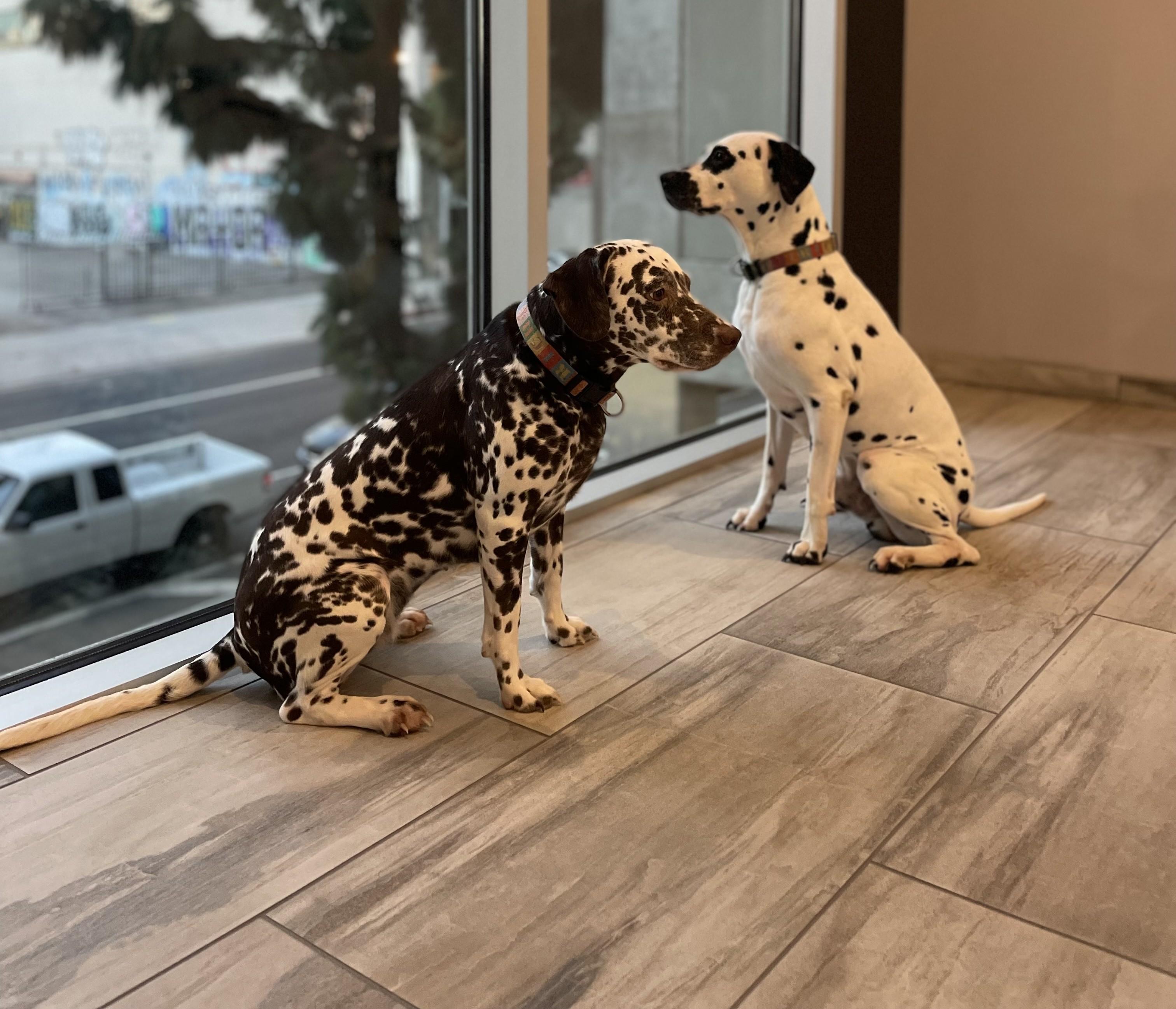 Enlarge Pongo bonded to Penny-Los Angeles , CA, a ADOPTABLE Dalmatian in San Diego, CA image 3/4