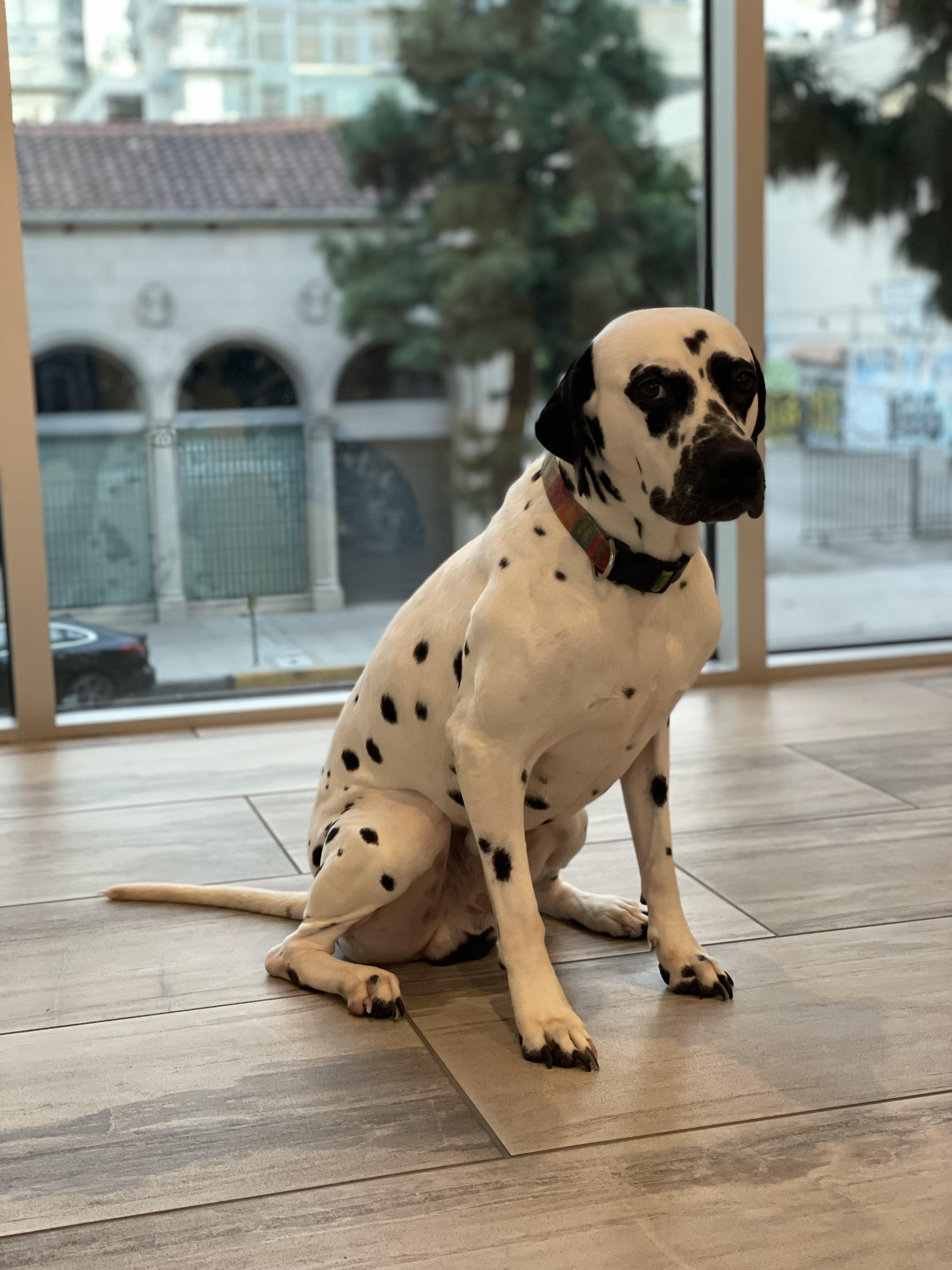 Pongo bonded to Penny-Los Angeles , CA, ADOPTABLE, Adult Male Dalmatian.