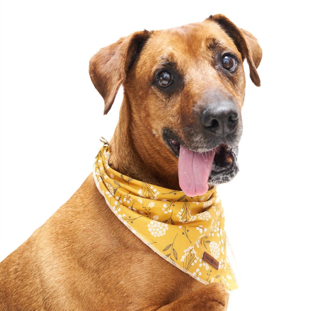 Enlarge Miss Mango, a Adoptable mixed breed in San Diego, CA image 1/6