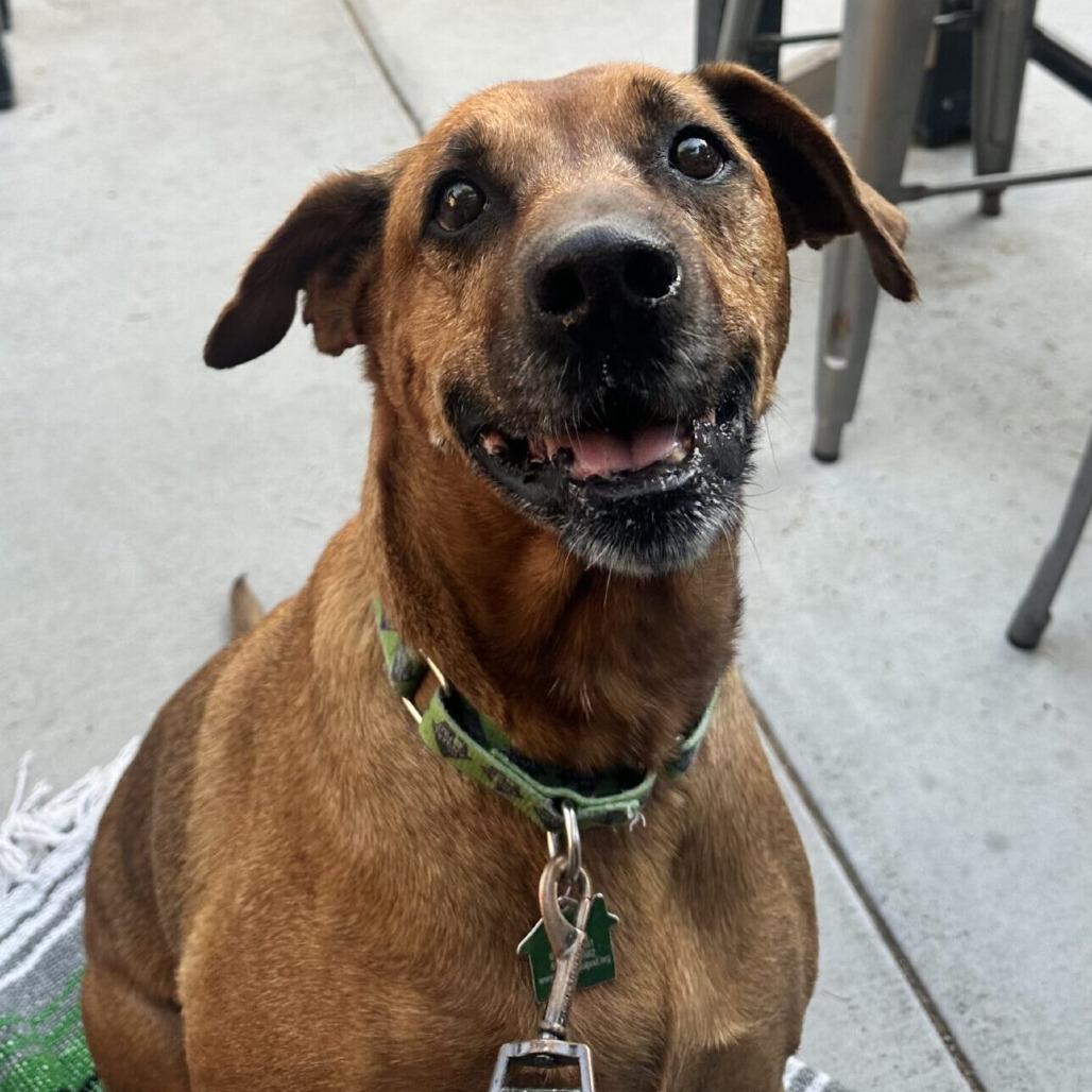 Enlarge Miss Mango, a Adoptable mixed breed in San Diego, CA image 3/6