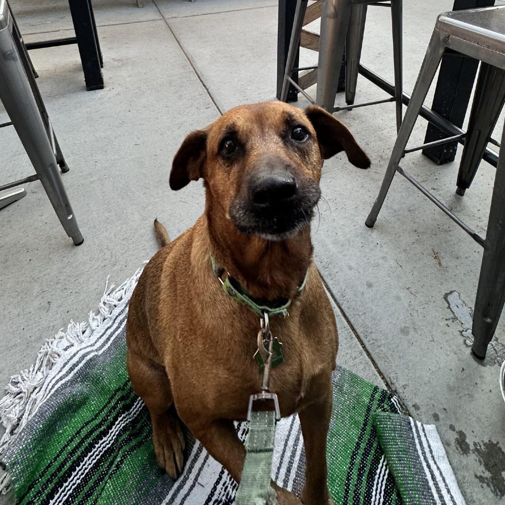Enlarge Miss Mango, a Adoptable mixed breed in San Diego, CA image 5/6