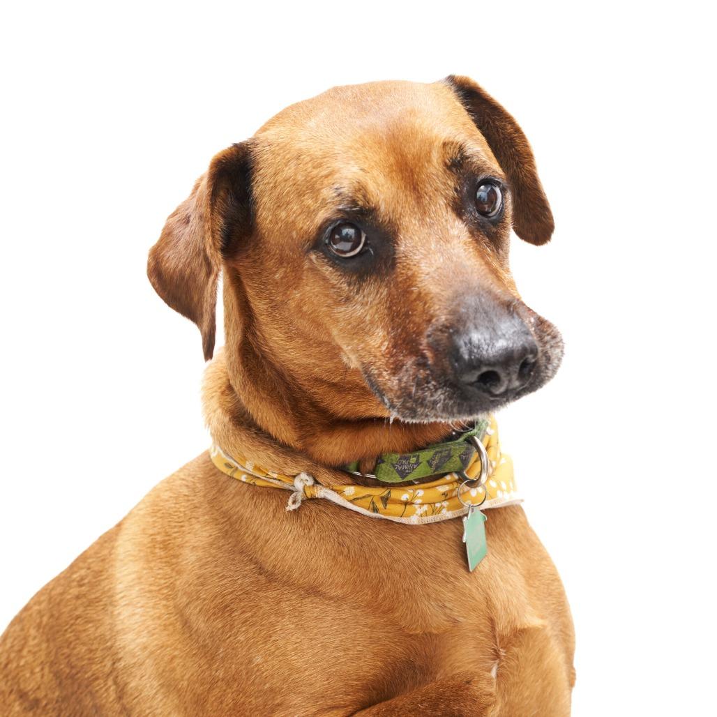 Enlarge Miss Mango, a Adoptable mixed breed in San Diego, CA image 6/6