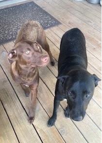 Honey GDP, adopted, Young Female Labrador Retriever.