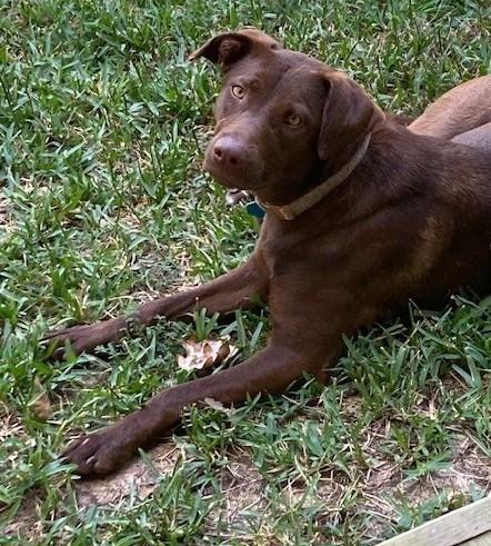 Enlarge Honey GDP, an adopted mixed breed in Dallas, TX image 2/2