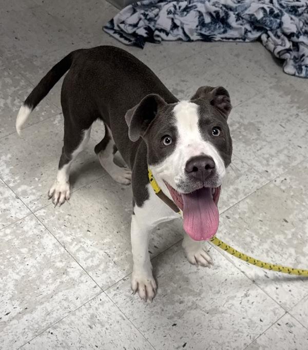 *Bongo*, Adoptable, Young Male Pit Bull Terrier.