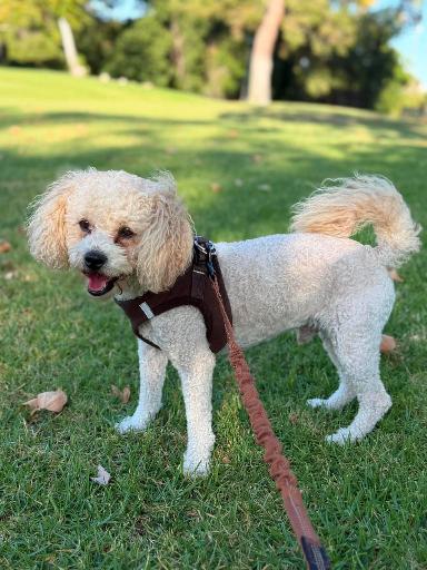 Timothy, Adoptable, Adult Male Poodle.