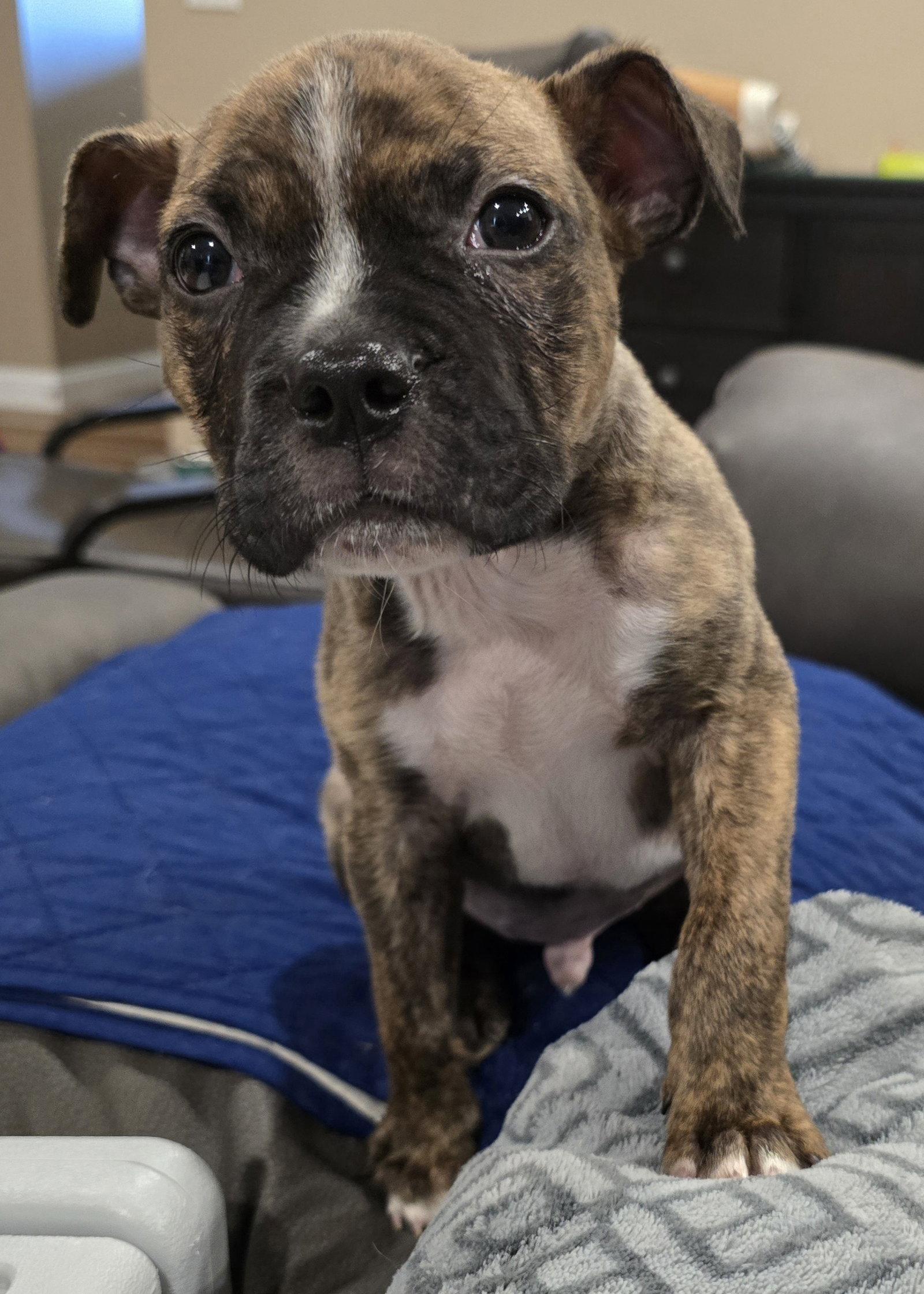 Baxter, Adoptable, Young Male Boxer.