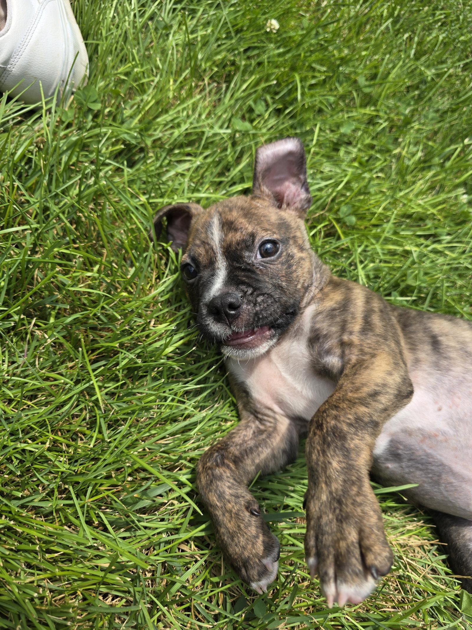 Enlarge Baxter, a Adoptable Boxer in Barnhart, MO image 2/3