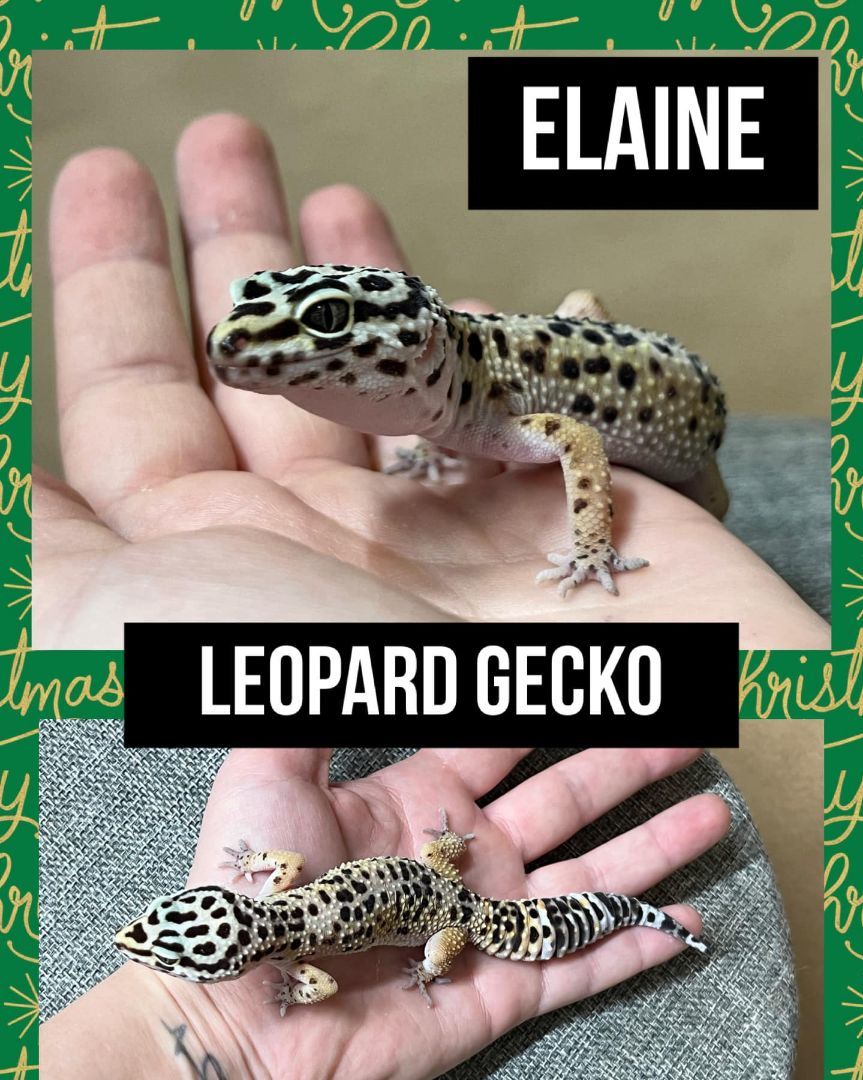 ELAINE , Adult Female unknown