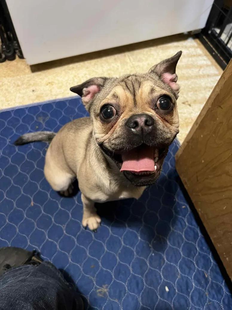 Rainey, Adoptable, Young Female French Bulldog & Pug.