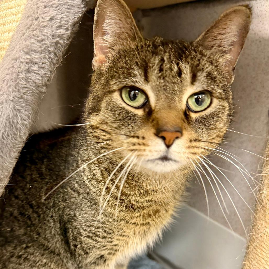 Enlarge Gregory, a Adoptable Domestic Short Hair in Naperville, IL image 1/6