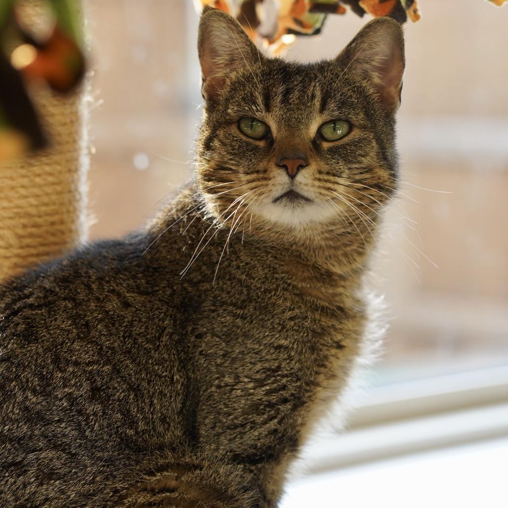Enlarge Gregory, a Adoptable Domestic Short Hair in Naperville, IL image 2/6
