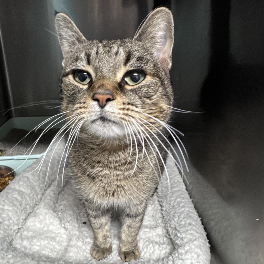 Enlarge Gregory, a Adoptable Domestic Short Hair in Naperville, IL image 3/6
