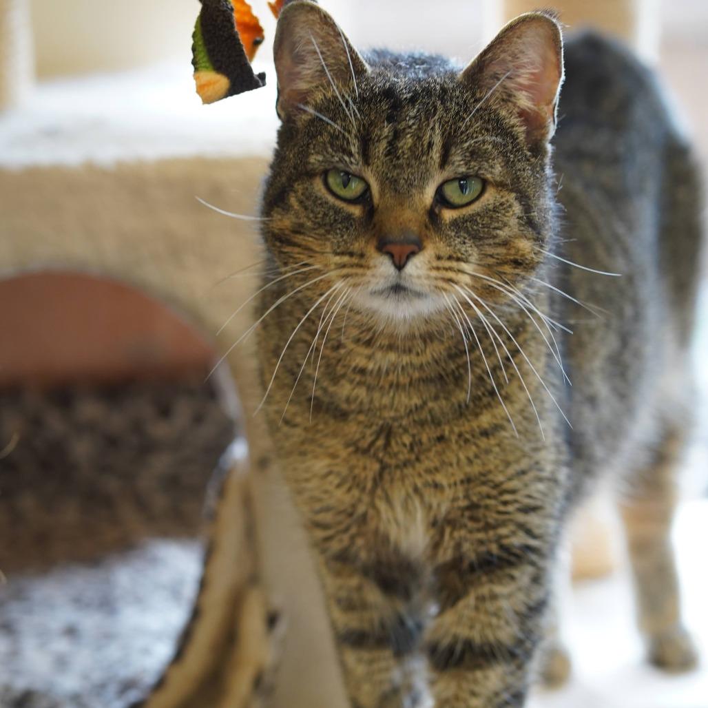 Enlarge Gregory, a Adoptable Domestic Short Hair in Naperville, IL image 4/6