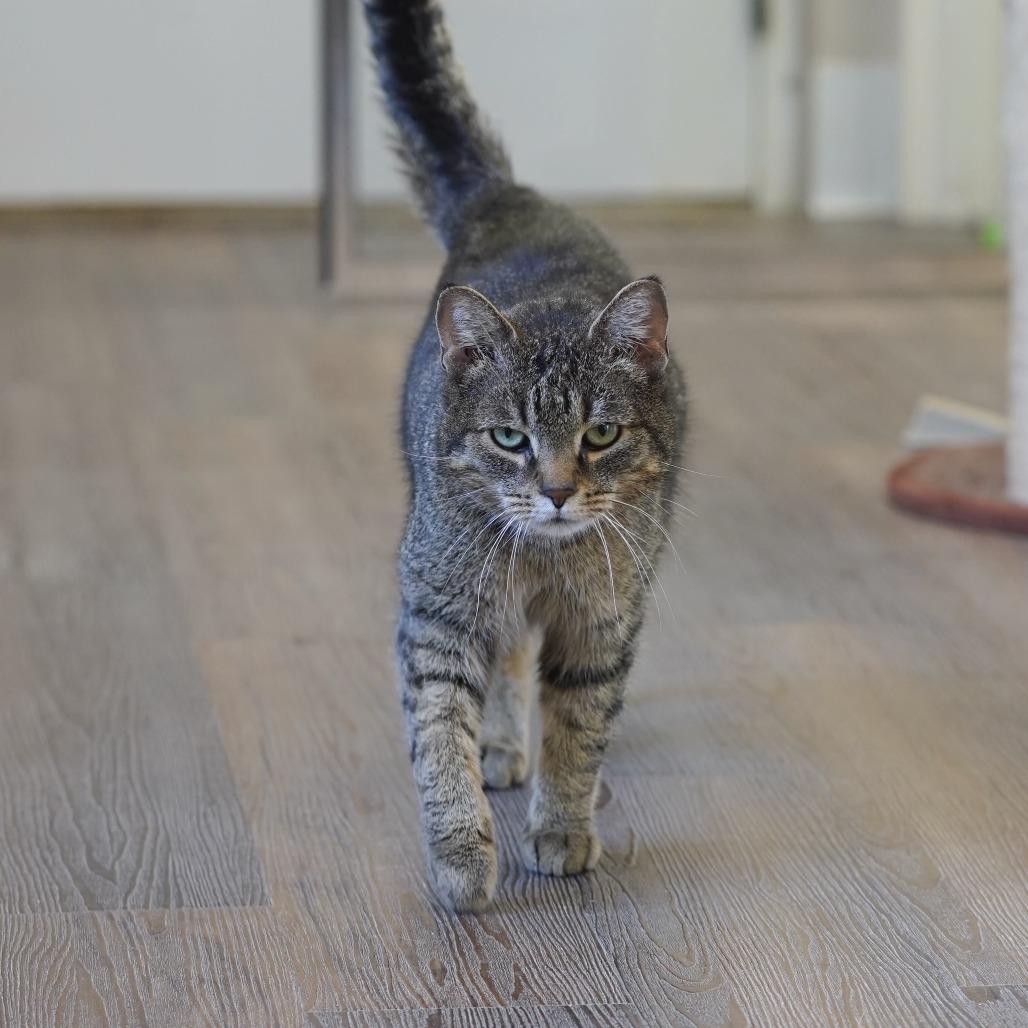 Enlarge Gregory, a Adoptable Domestic Short Hair in Naperville, IL image 4/6