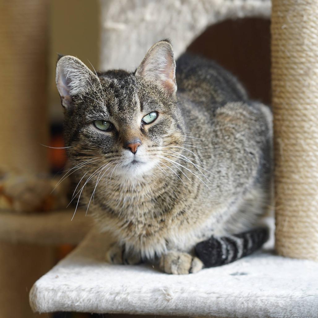 Enlarge Gregory, a Adoptable Domestic Short Hair in Naperville, IL image 5/6