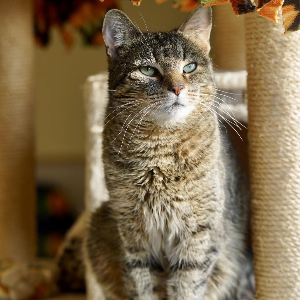 Enlarge Gregory, a Adoptable Domestic Short Hair in Naperville, IL image 6/6