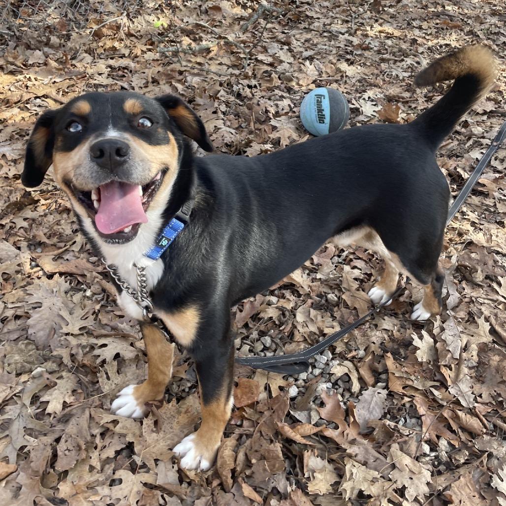Mulder, Adoptable, Young Male Husky & Mixed Breed.
