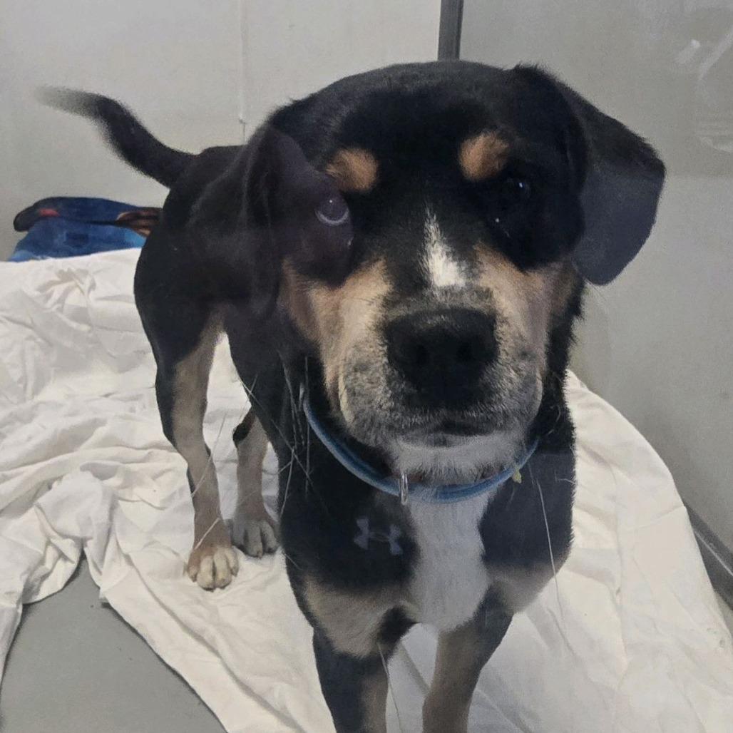 Enlarge Mulder, a Adoptable mixed breed in Branson, MO image 1/5