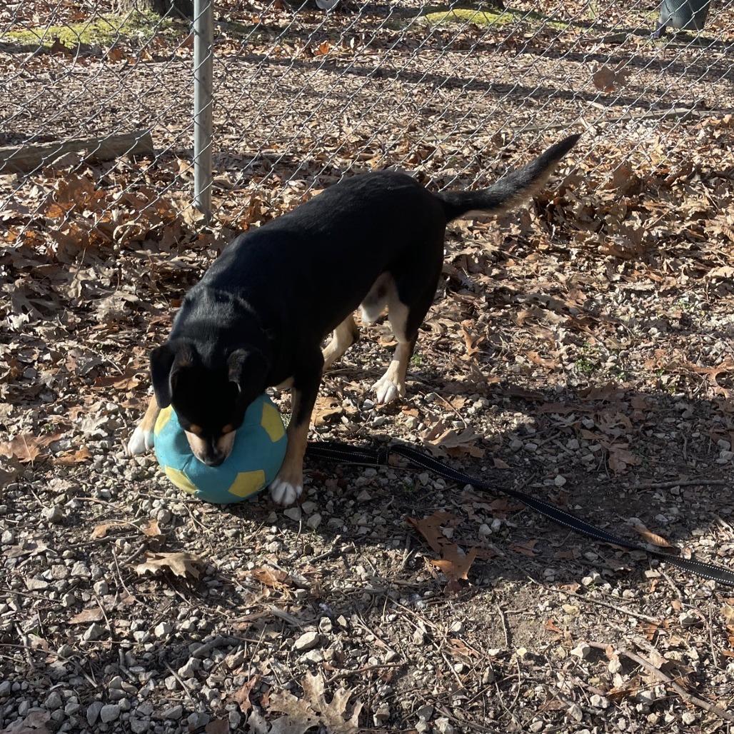 Mulder, a Adoptable mixed breed in Branson, MO image 1/6