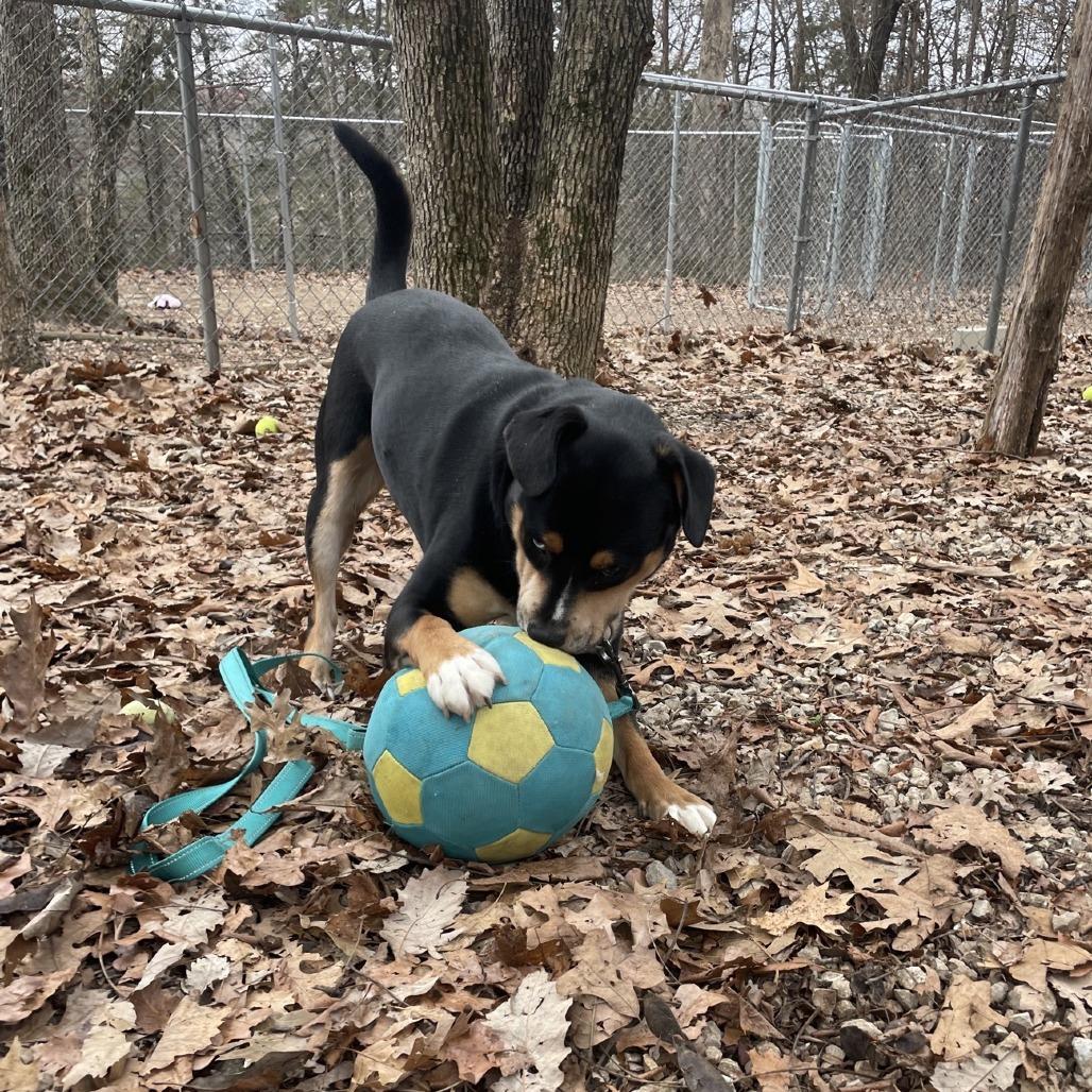 Mulder, a Adoptable mixed breed in Branson, MO image 2/6