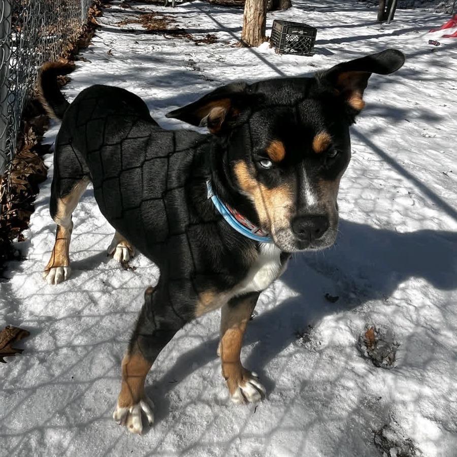 Enlarge Mulder, a Adoptable mixed breed in Branson, MO image 2/5